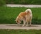 Akita Inu Drinking Water