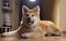 Akita inu japanese dog sittin beside pet food with dramatic light