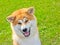 Akita Inu Japanese Dog smiles