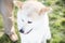 Akita Inu Portrait