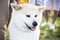 Akita Inu Portrait