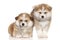 Akita Inu Puppies over white background