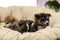 Akita inu puppies in papasan chair. Cute dogs