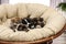 Akita inu puppies in papasan chair. Cute dogs