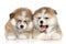 Akita inu puppies resting