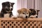 Akita inu puppies in wooden crate. Lovely dogs