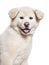 Akita Inu puppy, 2 months old, against white background