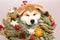 Akita Inu puppy in a Christmas wreath