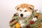 Akita Inu puppy in a Christmas wreath