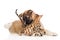 Akita inu puppy dog fights with little bengal cat. on white