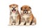 Akita Inu puppy dog on white background