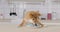 Akita inu puppy eatting from plate at home in a cozy kitchen or studio.