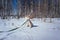 Akita Inu puppy nibbles on his green leash while sitting in the snow