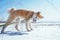 Akita Inu puppy in a snow field in a funny pose makes silly face