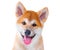 Akita Inu purebred puppy dog. Shiba inu