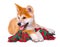 Akita Inu purebred puppy dog. Shiba inu