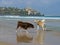 Akita Inu and Red Australian Shepherd play on Beach in Charles Clore Park. Tel Aviv