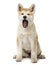 Akita Inu sitting and yawning