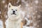 Akita Inu Winter Background