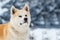 Akita Inu Winter Background