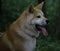 Akita Inu young Dog  female