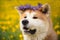 Akita and lots of dandelions