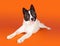 Akita Lying While Panting Over Orange Background