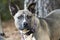 Akita Mastiff mix breed dog with big ears and purple collar outside on leash