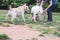 Akita and pit bull fight at a park.