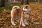 Akita puppy walking in the woods.