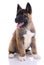 Akita purebred puppy