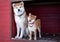 Akita and Shiba in their home