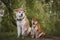 Akita and Shiba in wreaths