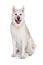 Akita Sitting Over White Background