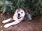 Akita smiling in the bushes