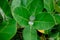 Akondo Leaf, Scientific name Calotropis gigantea C. procera.