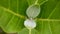 Akondo Leaf, Scientific name Calotropis gigantea C. procera. It is a medicinal Leaf of Medicine.
