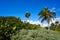 Akumal coconut palm tree beach Riviera Maya