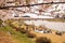 Akunodate,Akita,Tohoku,Japan on April 27,2018:Hanami picnics along the Hinokinai River in spring.selective focus