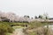 Akunodate,Akita,Tohoku,Japan on April 27,2018:Hanami picnics along the Hinokinai River in spring.selective focus