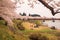 Akunodate,Akita,Tohoku,Japan on April 27,2018:Hanami picnics along the Hinokinai River in spring.selective focus