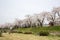 Akunodate,Akita,Tohoku,Japan on April 27,2018:Hanami picnics along the Hinokinai River in spring.selective focus