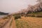 Akunodate,Akita,Tohoku,Japan on April 27,2018:Hanami picnics along the Hinokinai River in spring.selective focus