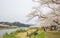 Akunodate,Akita,Tohoku,Japan on April 27,2018:Hanami picnics along the Hinokinai River in spring.selective focus