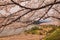 Akunodate,Akita,Tohoku,Japan on April 27,2018:Hanami picnics along the Hinokinai River in spring.selective focus