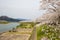 Akunodate,Akita,Tohoku,Japan on April 27,2018:Hanami picnics along the Hinokinai River in spring.selective focus