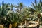 Al Ain Oasis Palm Trees