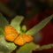 Al brown colored butterfly siting on a green leaf