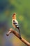 al create image, a wildlife photo of an Indian hoopoe (Upupa epops)