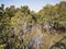 Al jubail Mangrove forest in ABudhabi,UAE.